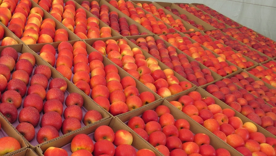 Przegląd cen jabłek deserowych i sytuacja na rynku, 8 XI 2021