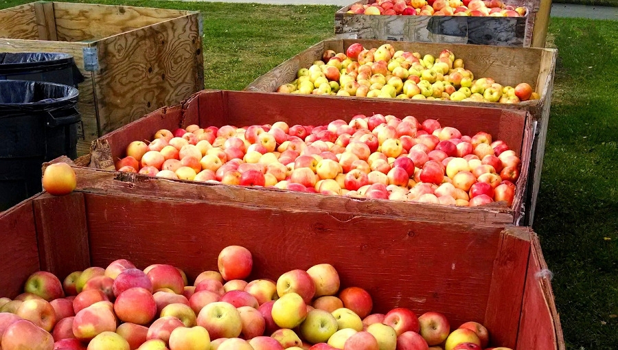 Ceny jabłek i gruszek w grupach producenckich, 16 XII 2020