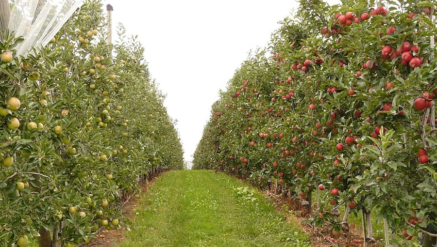 Konflikt interesów - zwiększanie plonu owoców zmniejsza koszt produkcji, ale pogłębia nadprodukcję w skali kraju