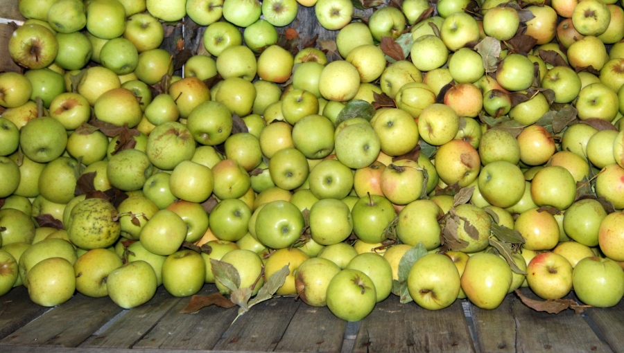 W 2. poł. sezonu jabłka przemysłowe mają podobne ceny jak przed rokiem - zestawienie, III 2021