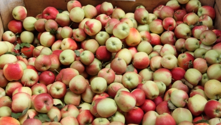 Wysokie ceny jabłek przemysłowych, duże zapotrzebowanie na surowiec, niskie ceny deseru