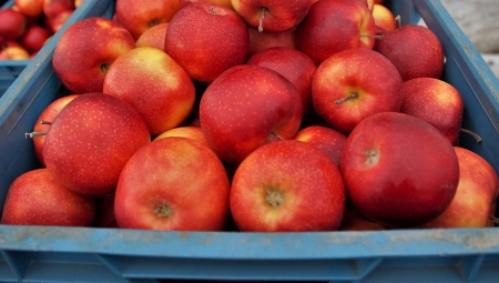 Ceny jabłek deserowych poniżej oczekiwań, 12 X 2020