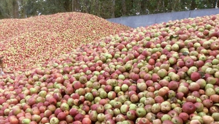 Podsumowanie rynku jabłek przemysłowych w 2021 roku