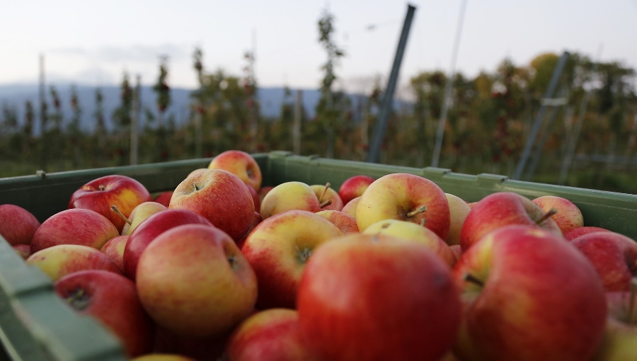 Gotówka do ręki, zaliczka, przelew z odroczonym terminem - która forma rozliczenia z odbiorcą owoców jest najdogodniejsza?