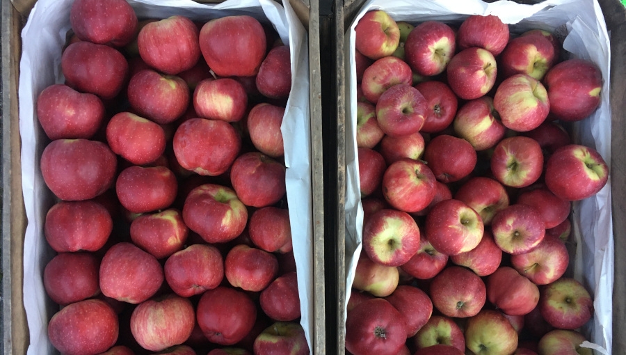 Zamieszanie wokół mechanizmu wycofywania jabłek z rynku