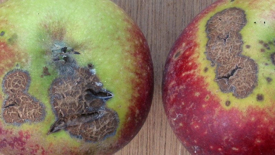 Epidemia parcha jabłoni? Naprawdę?