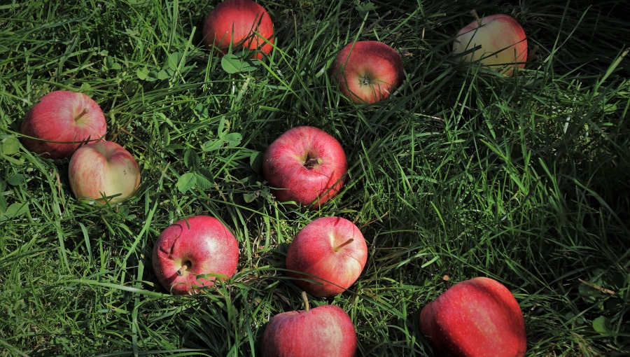 TOP 6 chwytów przetwórni na zbijanie cen owoców