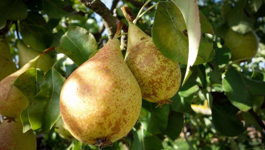 Czy potrzebujemy włoskich jabłek w październiku? O znaczeniu pierwszeństwa krajowych owoców nad importem