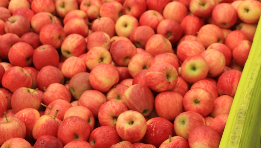 Zapasy jabłek w grudniu 2021 wg WAPA - co wynika z prognozy?