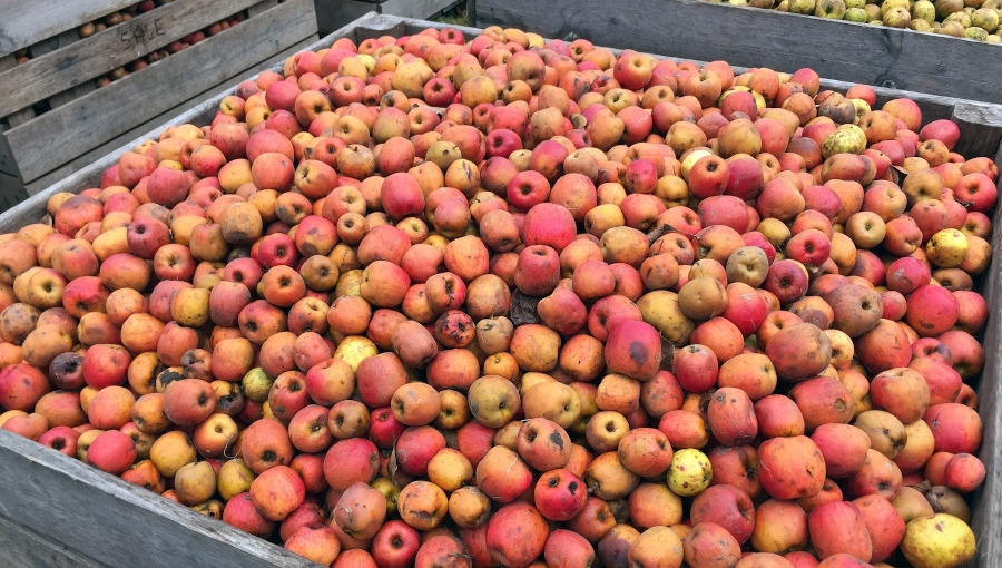 Niższe zbiory jabłek w Chinach wielką szansą dla polskich producentów?