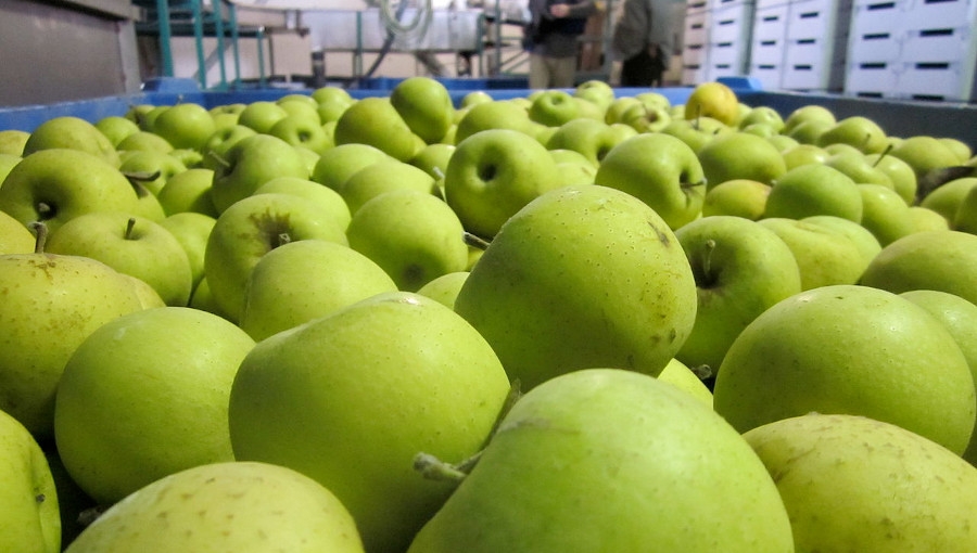 Egipt wyprzedza Białoruś jako kierunek eksportu polskich jabłek