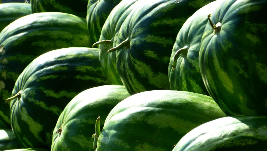 Dlaczego drożeją arbuzy?