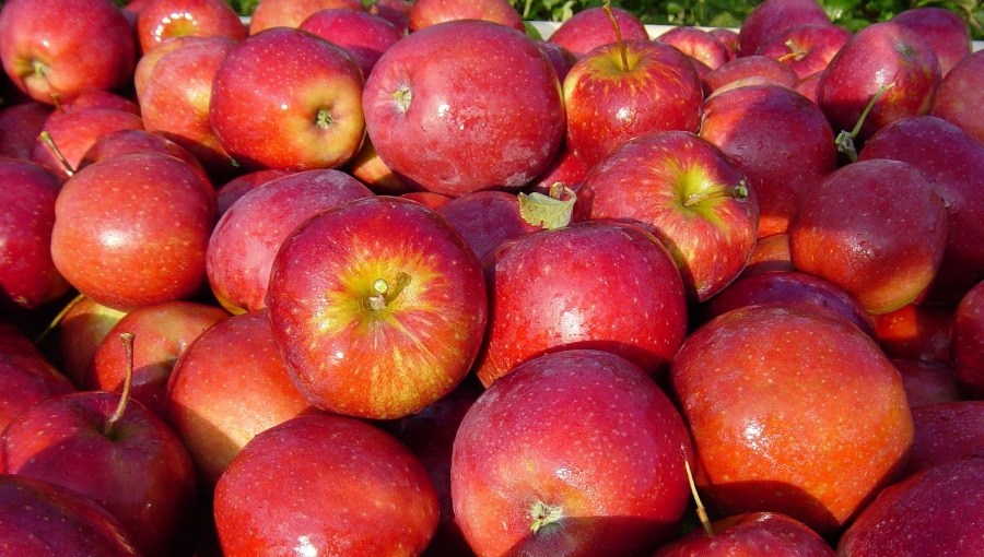 Eksport jabłek z Polski w 2021 roku - zmiana na lepsze czy na gorsze?