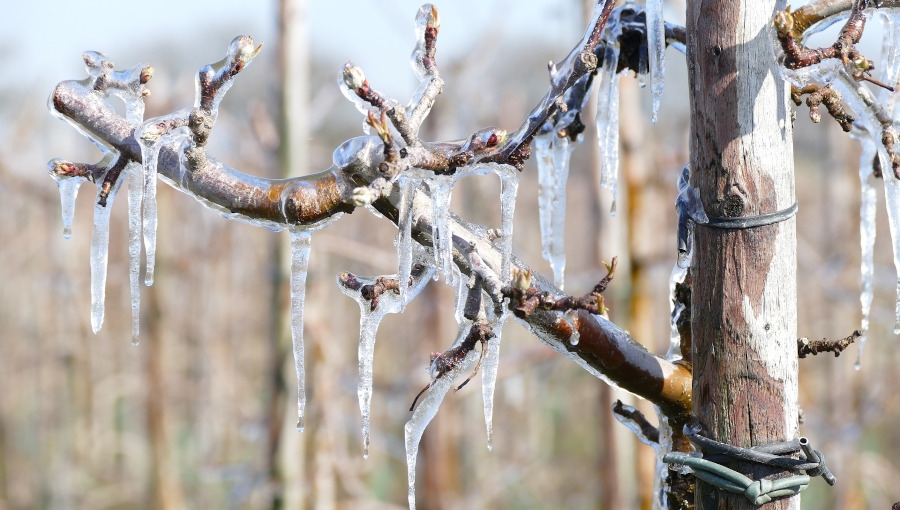 Holandia: Współpraca sadowników w czasie przymrozków jest normą