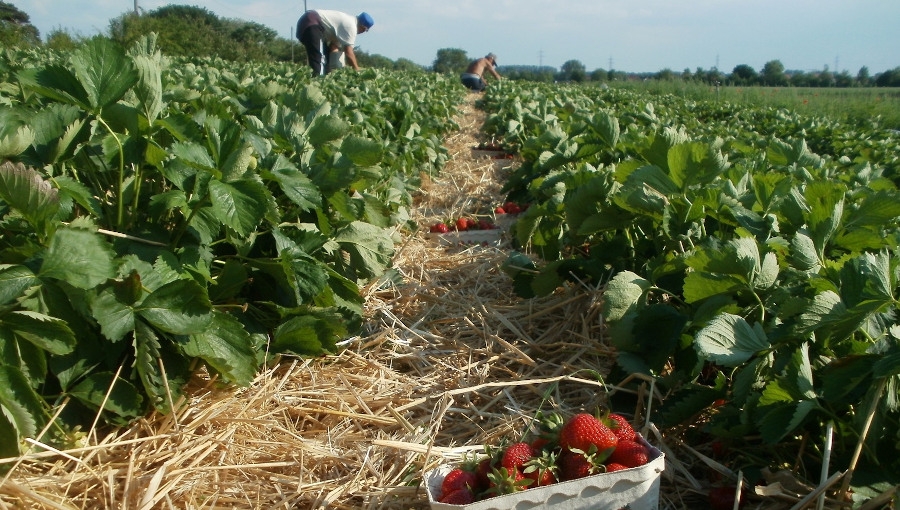 Samozbiory - zagrożenie czy nowy, atrakcyjny kanał zbytu?