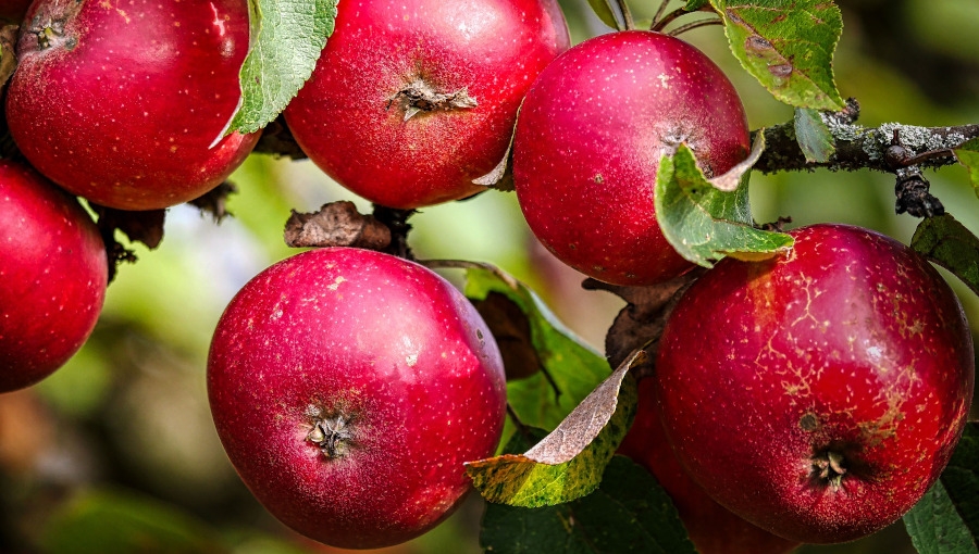 Wilgotna pogoda podczas zbiorów jabłek to wyższe ryzyko chorób przechowalniczych
