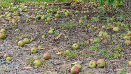 Co ze skupem jabłek z przerywki w 2021?