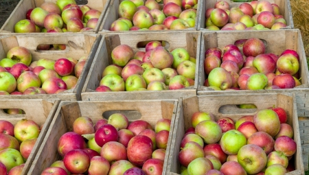 Jak duże są zapasy jabłek w polskich chłodniach? - wątpliwości wokół prognozy WAPA