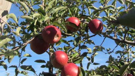 Red Jonaprince - jest nieźle, będzie jeszcze lepiej?