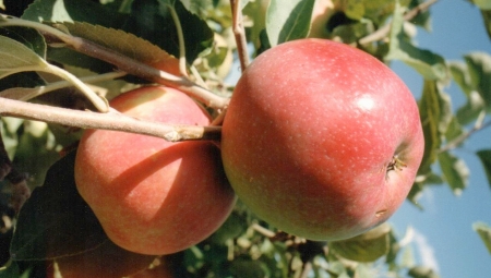 Końcówka handlu najwcześniejszymi odmianami jabłek. Jak wypadł sezon?