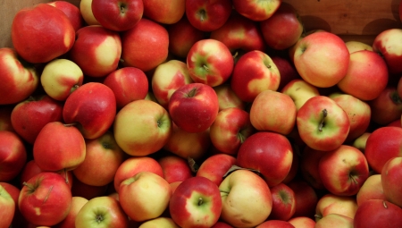 Prezes ZSRP: Wycofać jabłka z rynku i rozdać je ubogim