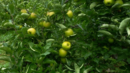 Czy polski Mutsu zyska na spadku produkcji zielonych jabłek na zachodzie?