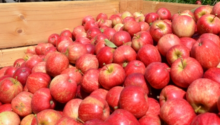 Sadownicy bez chłodni przyparci do muru niskimi cenami jabłek, a towar się kumuluje