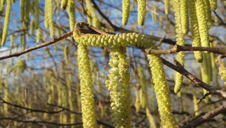 Zapowiadane są groźne spadki temperatury nocą