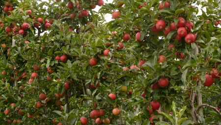 Prognoza zbiorów jabłek w 2021 według GUS - jakie wnioski?