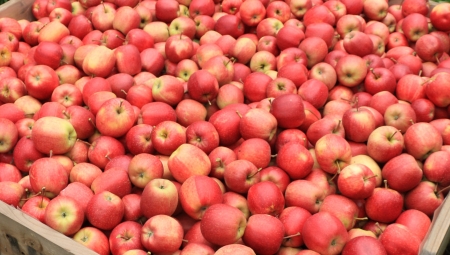 Zapasy jabłek w Polsce i innych krajach Europy w lutym 2022 wg WAPA