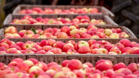 Nie najlepszy okres dla sprzedających jabłka na rynkach hurtowych