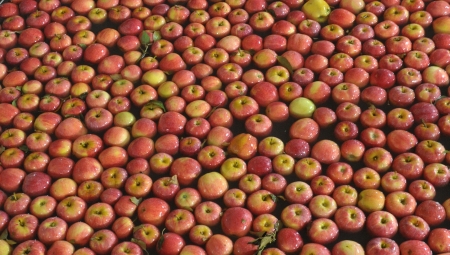 Ukraiński eksport jabłek - burza w szklance wody
