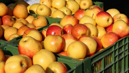 Co białoruskie media mówią o embargu na polskie jabłka?
