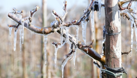 Holandia: Współpraca sadowników w czasie przymrozków jest normą